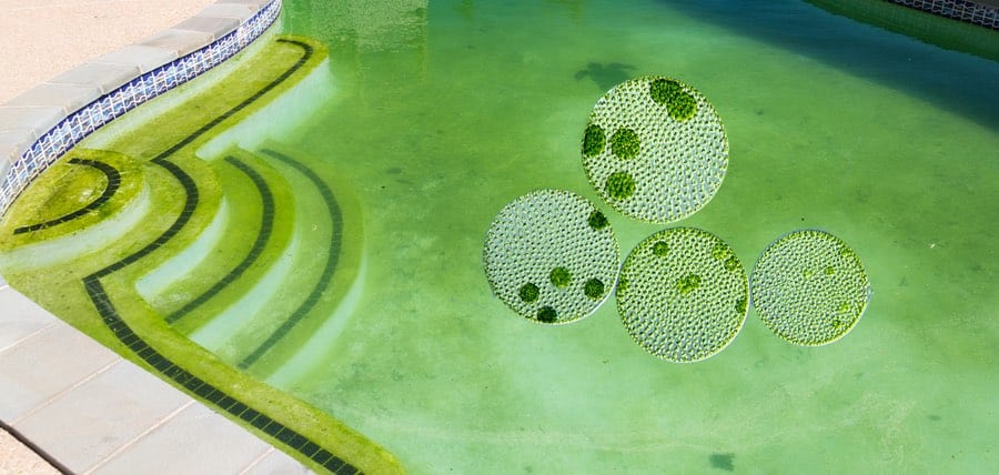 Micro Algae Image