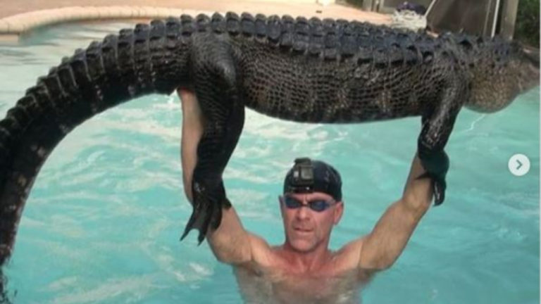 How to Keep Alligators out of your pool